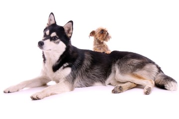 zwei Hunde klein und groß