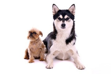 zwei unterschiedliche Hunde Husky und Griffon