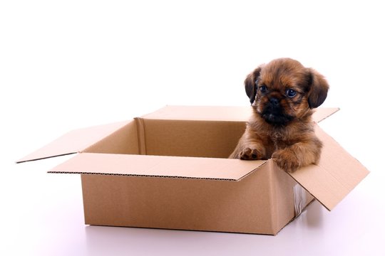 Hund Welpe sitzend im Karton