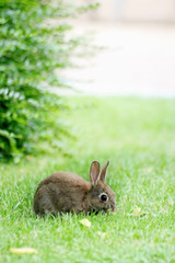 Hase