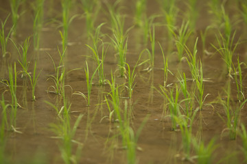 田植えを終えた水田