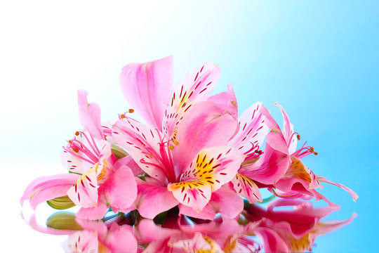 Pink lily flower on blue background with reflection