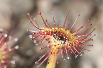 Common sundew (Drosera rotundifolia) macro photo