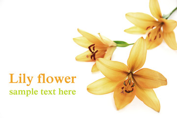 Fototapeta premium Lily flower
