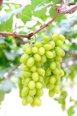 fresh green grapes in vineyard