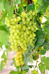 fresh green grapes in vineyard