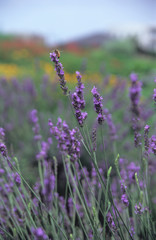 Lavender