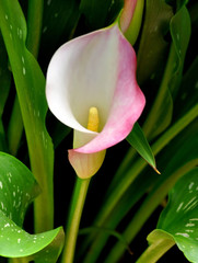 White Calla Lily (Zantedeschia aethiopica)