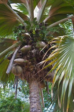 cocotier de mer des Seychelles, coco-fesse