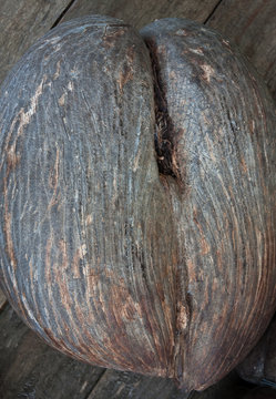 coco de mer ou coco fesse des Seychelles