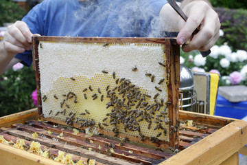 Imker bei der Honigernte
