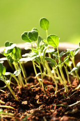 Baby plants-New life