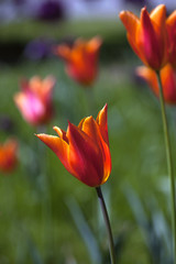 tulipany