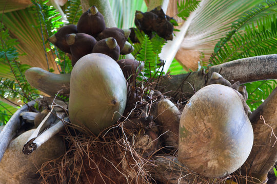 cocotier de mer, embl&egrave;me des Seychelles, coco-fesse