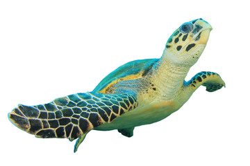 Karetschildpad Zeeschildpad geïsoleerd op witte achtergrond