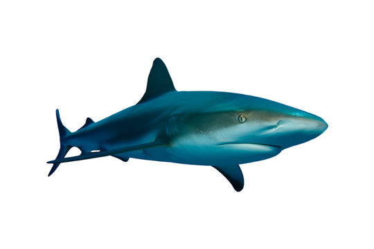 Caribbean Reef Shark (Carcharhinus perezii) on white background