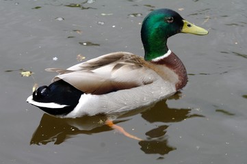 Mallard