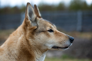 Portrait of a hunting dog