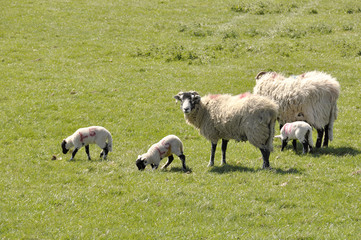 Fototapeta premium Lambs and sheep in field