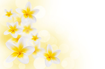 Fototapeta na wymiar Fleurs de frangipanier, fond blanc