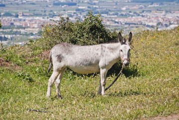 Fototapeta premium Burro