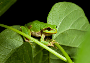 Little green tree frog climbing on leaf