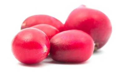 red radish