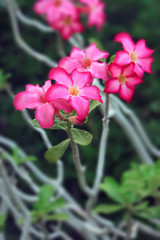 Obraz premium Impala lily flowers