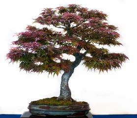 Glasschilderij Bonsai Rode Japanse esdoorn als bonsai