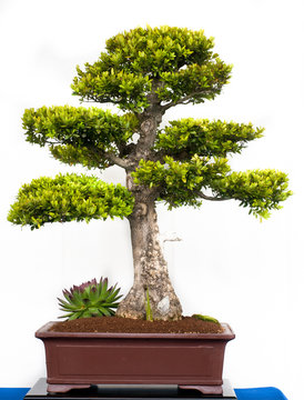 Buchsbaum als Bonsai