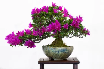 Keuken foto achterwand Bonsai Satsuki azalea bloesem bonsai