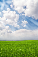 Green field and blue sky with rays