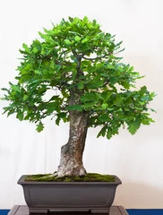 Crédence de cuisine en verre imprimé Bonsaï Chêne (Quercus robur) en bonsaï