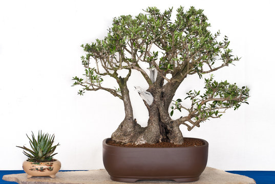Olivenbaum als Bonsai