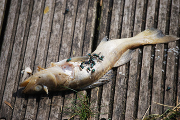Schmeissfliegen auf einem toten Fisch