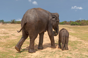 Fototapeta na wymiar Elefanten