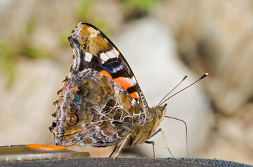 Butterfly admiral (Vanessa indica) 7