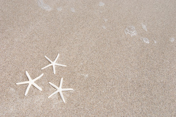 砂浜のホワイトスターフィッシュ