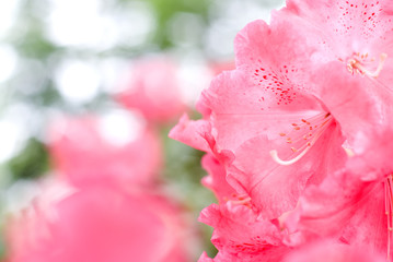 ピンクのシャクナゲの花