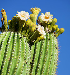 Blossoming cactus