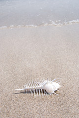 砂浜のホネガイ