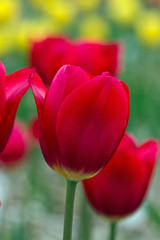 Fototapeta premium Spring red tulips