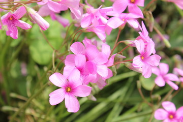 ピンクの紫カタバミの花