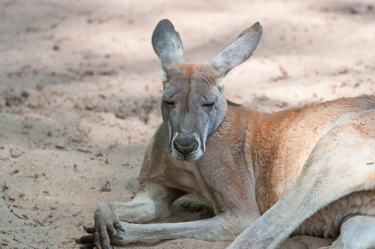 kangaroo ruht