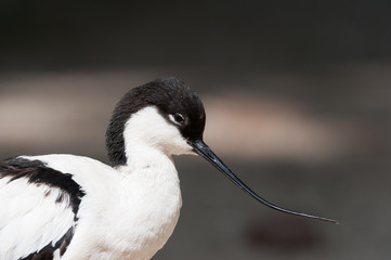 Watvogel
