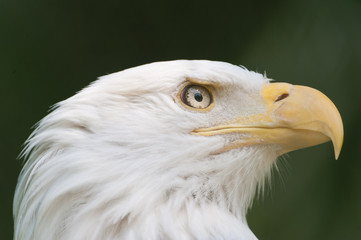 Adler