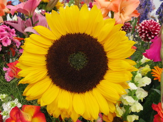 Strau&szlig; mit Sonnenblume