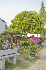 Bonsai trees in a garden