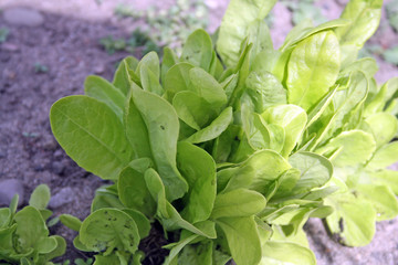 growing lettuce