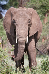 Fototapeta na wymiar Elephant portrait